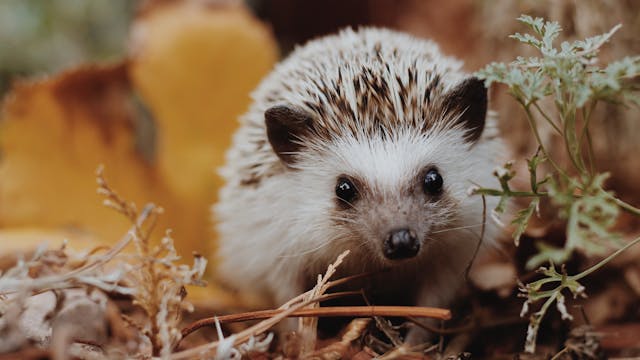 S1E39 African Animals