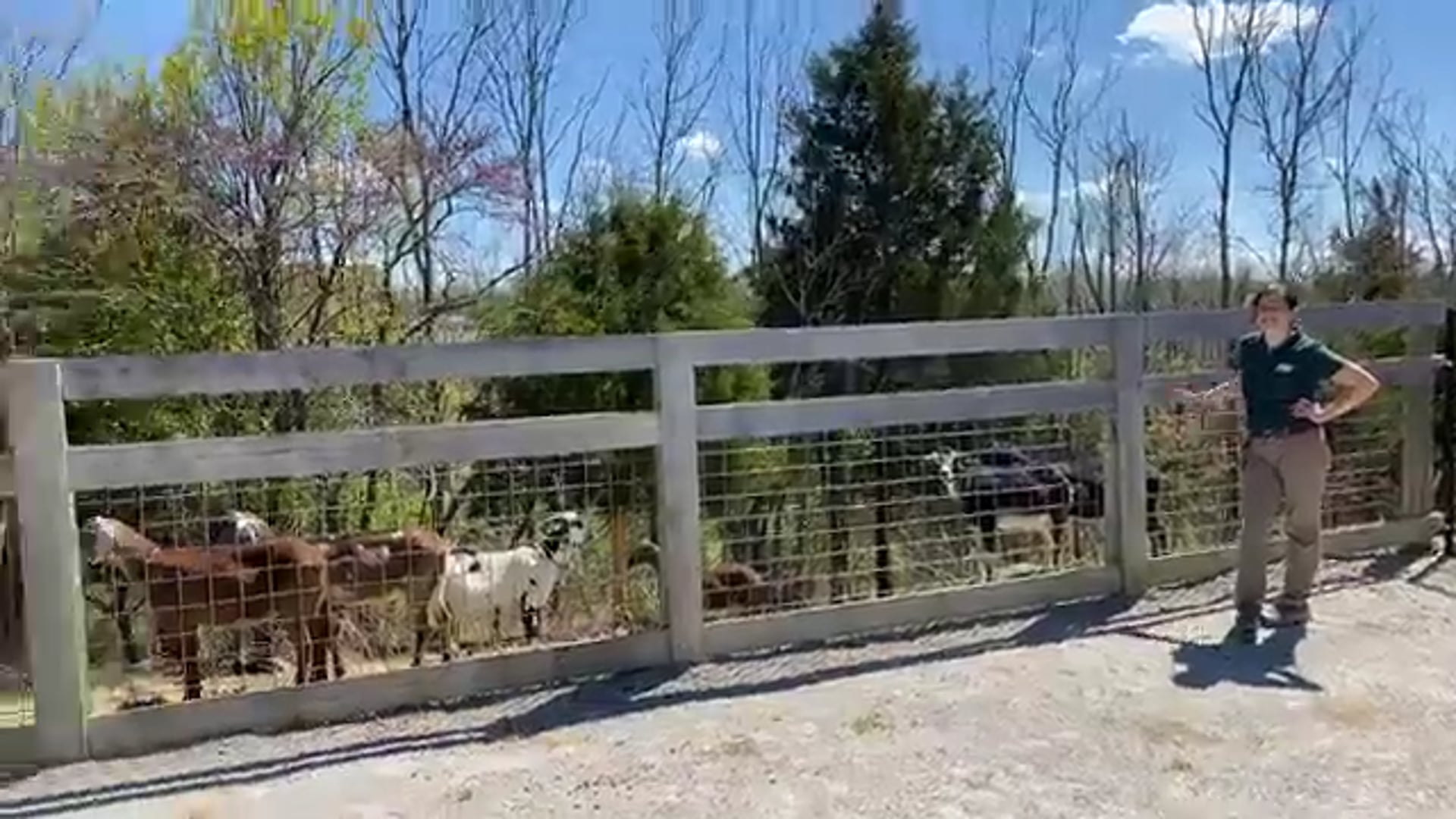 S1E28 Fodder Fun with Goats