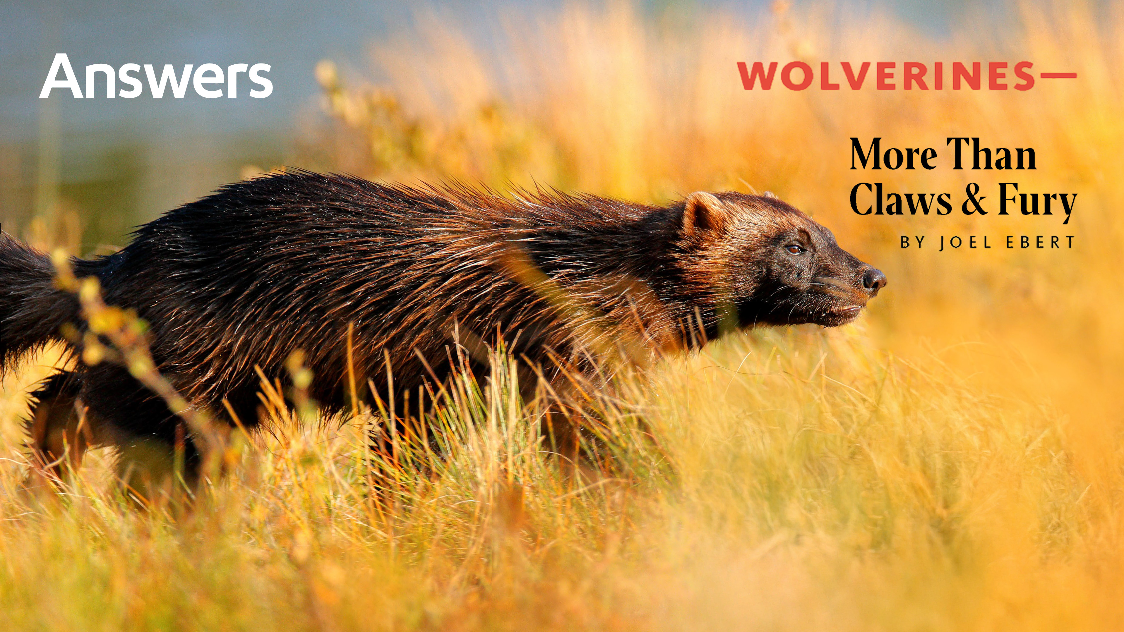 Wolverines - More Than Claws and Fury (Answers Audio Article)