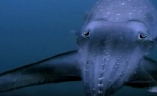 Incredible Creatures That Defy EvolutionCuttlefish Excerpt