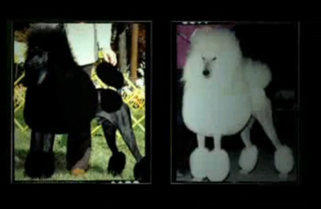 One Race, One Blood Clip About Poodles
