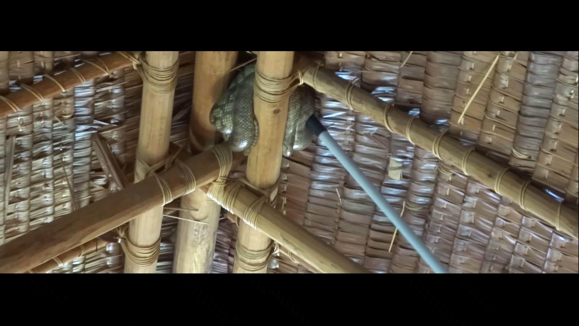 Extra: Snake in the Rafters!