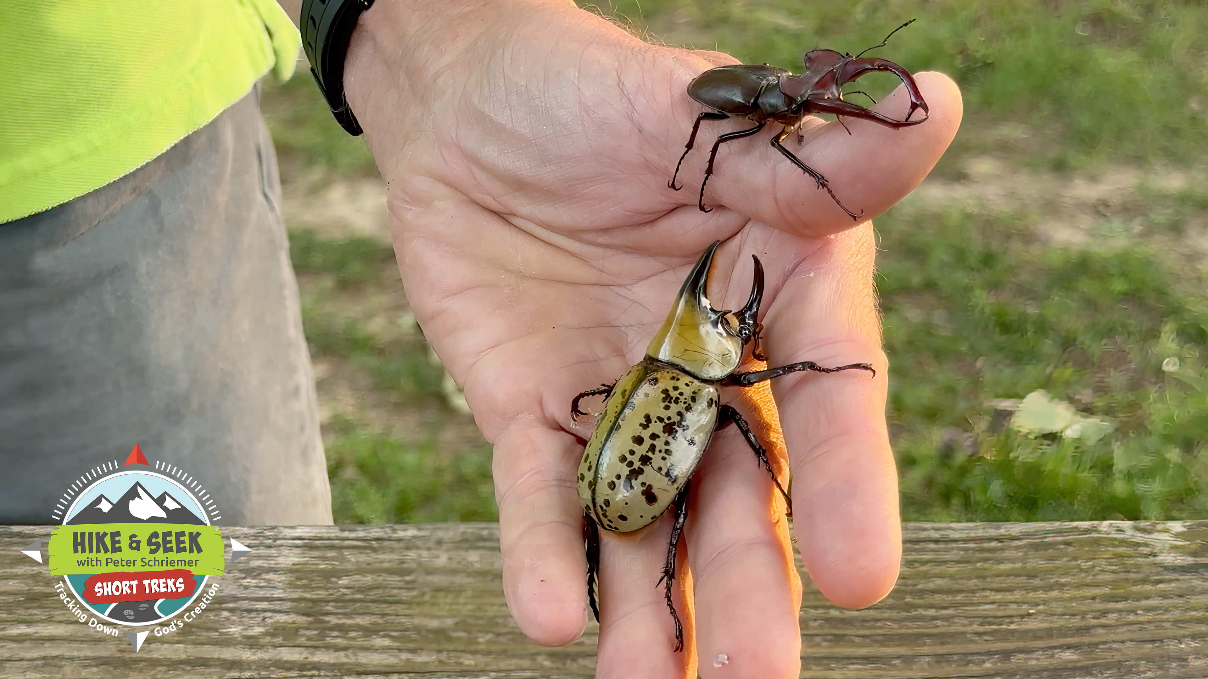 S1E4 Dr Crawley And The Stag Beetle