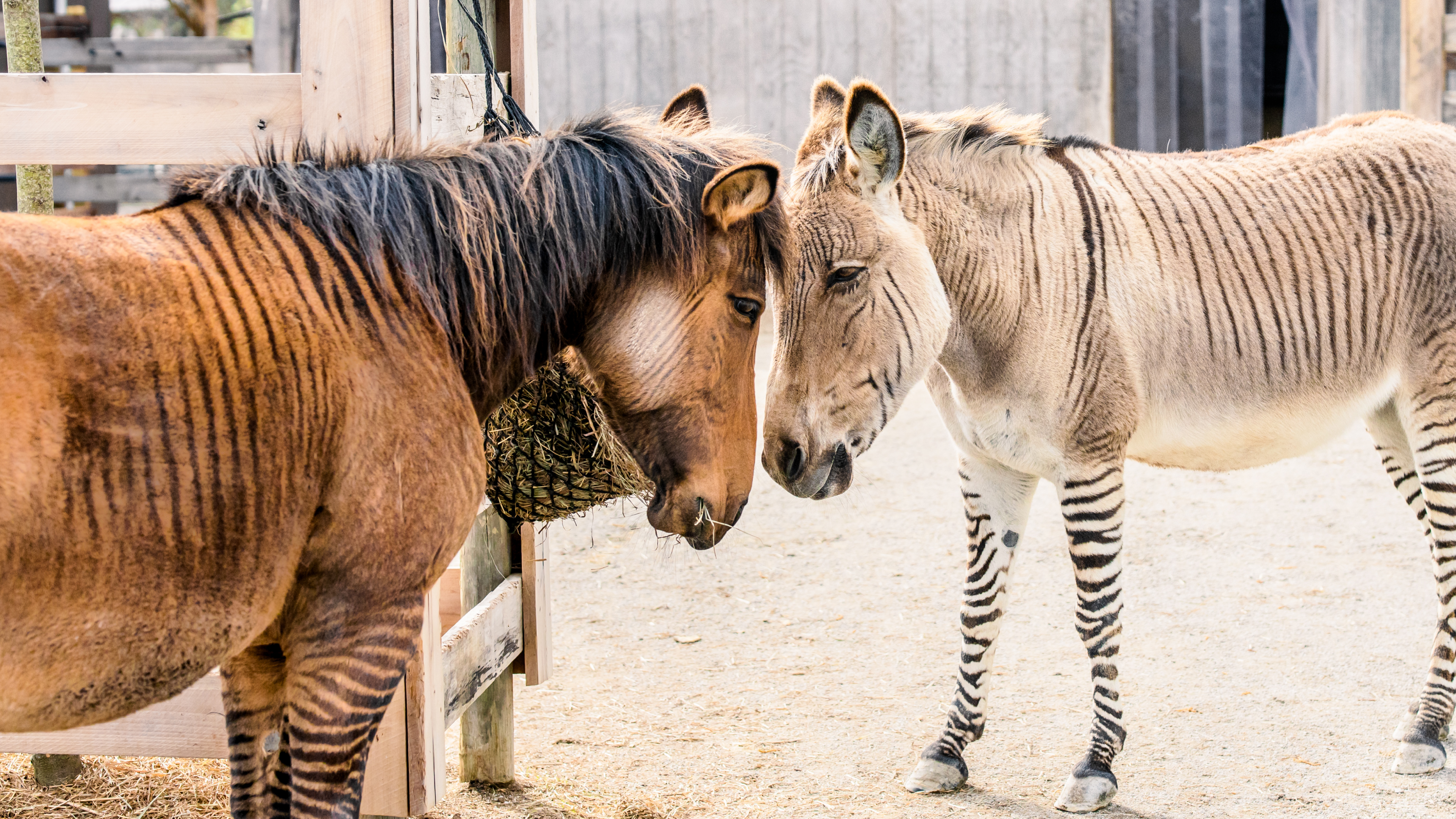 October 2022: Zebroids