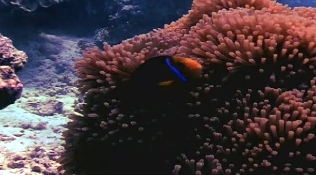 Part 2 - Life: Creator Clearly Seen