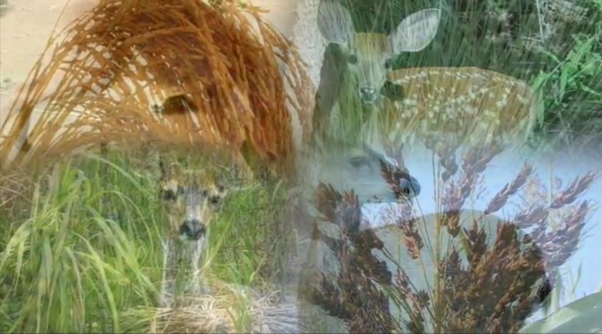 Part 6 - Life: Kinds