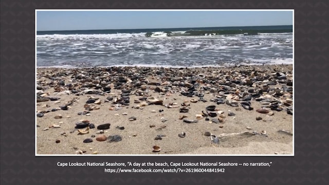 4/27 Seashells Pile Up on North Carolina Beaches