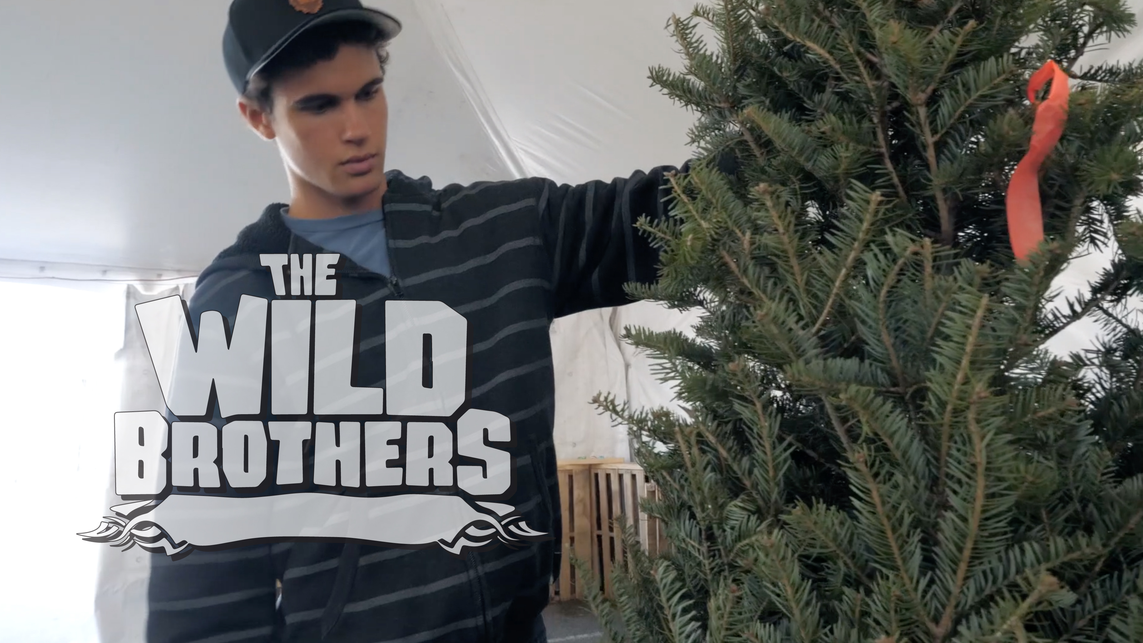 S3E17 Tracking Down the Tree