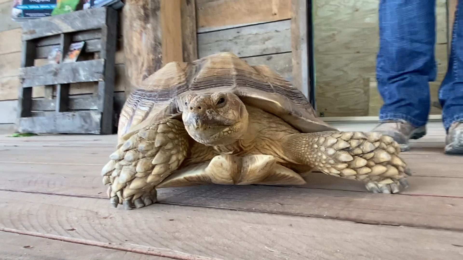 S1E1 Rosy Boa, African Spurred Tortoise, and Red Tegu