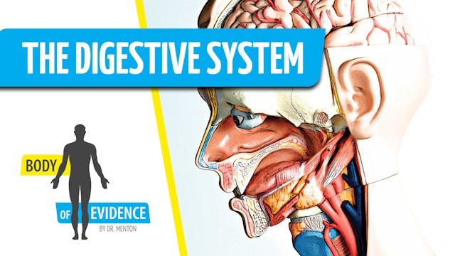 Digestive System 2