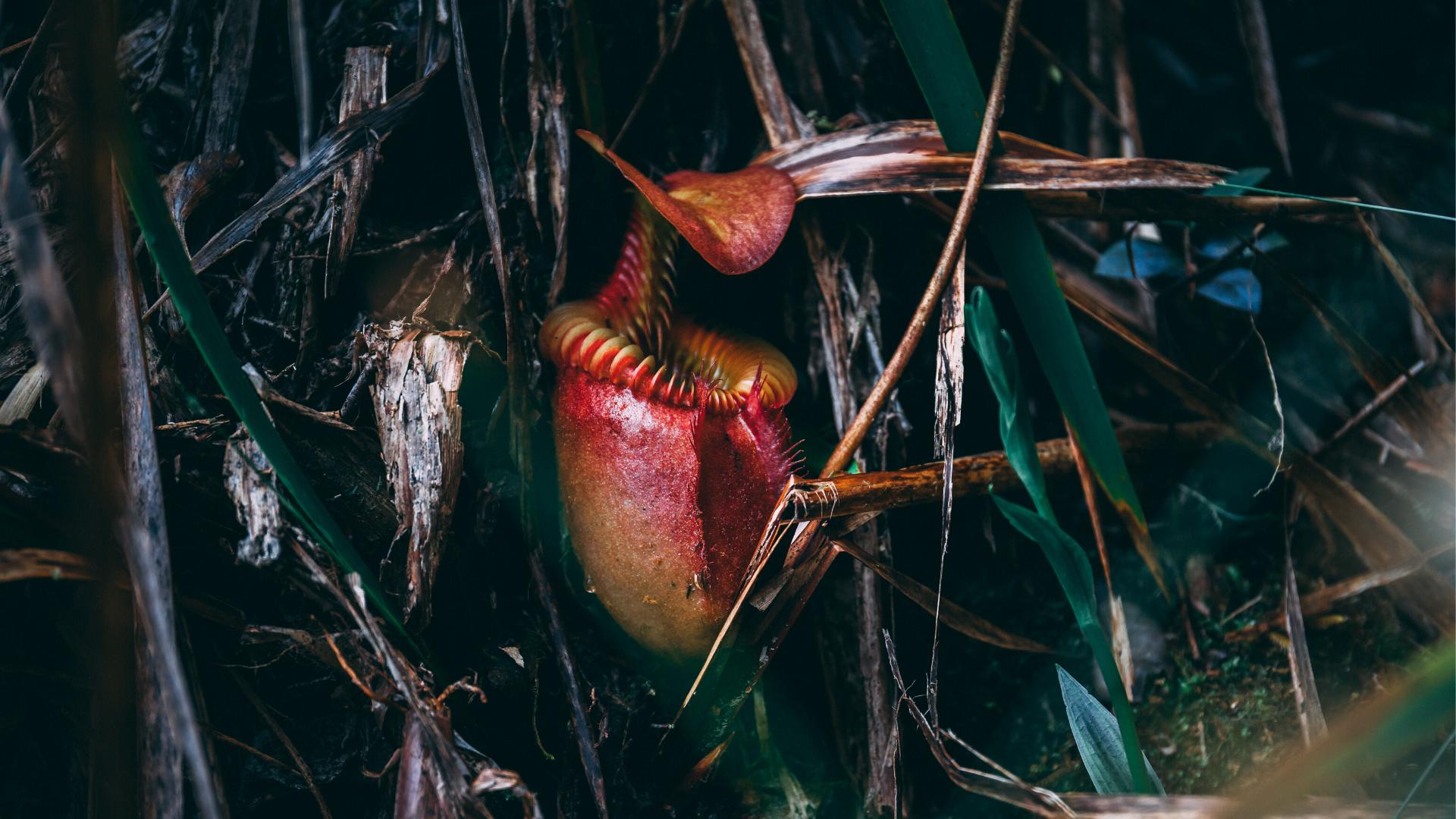 S2E28 Cursed Plants: Pitchers & Sundews