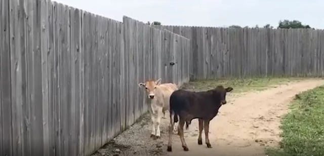 Zebu at the Creation Museum Zoo