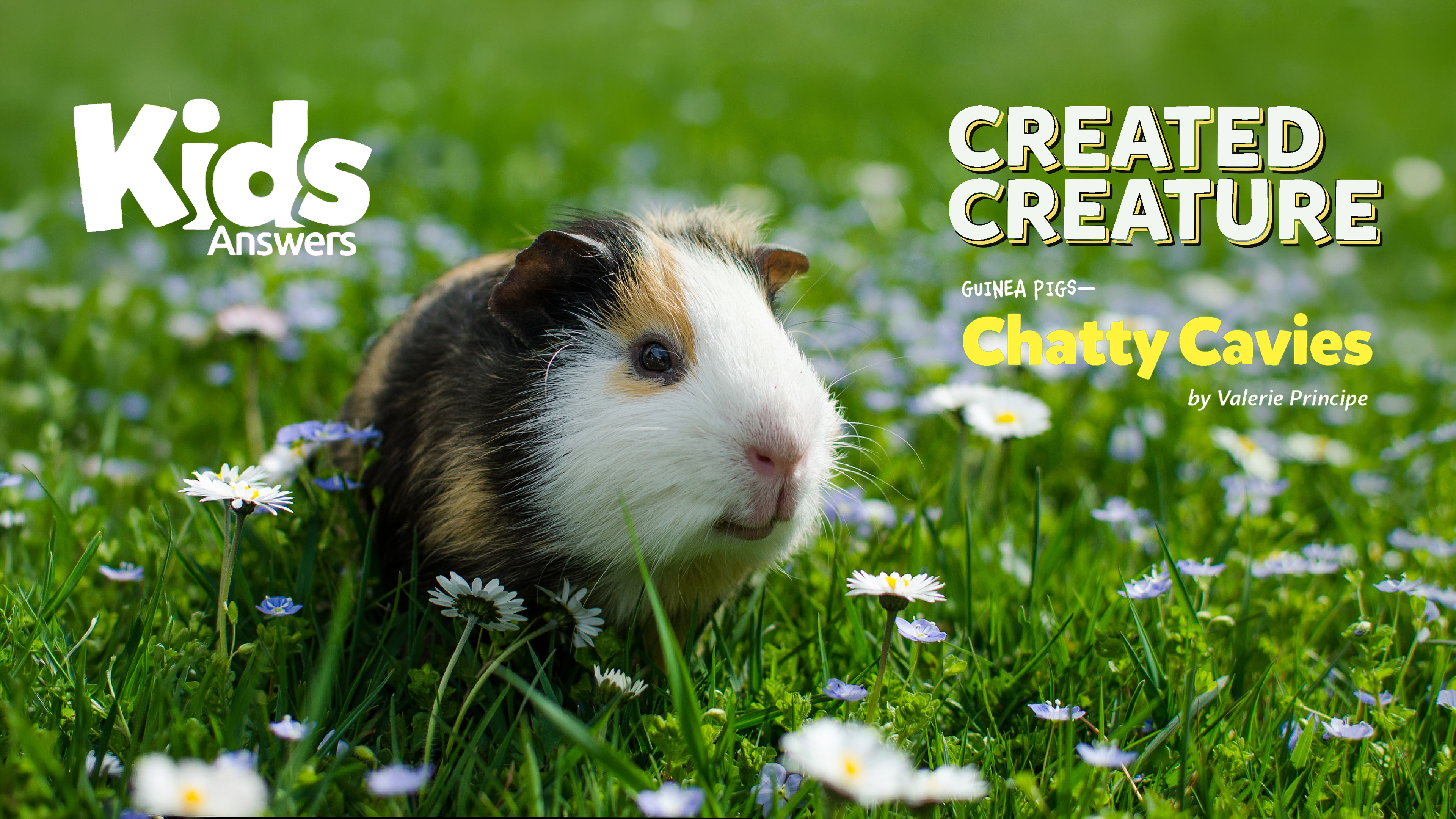 Created Creature: Guinea Pig - Chatty Cavies (Kids Answers AudioArticle)