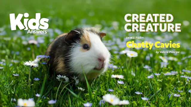 Created Creature: Guinea Pig - Chatty...