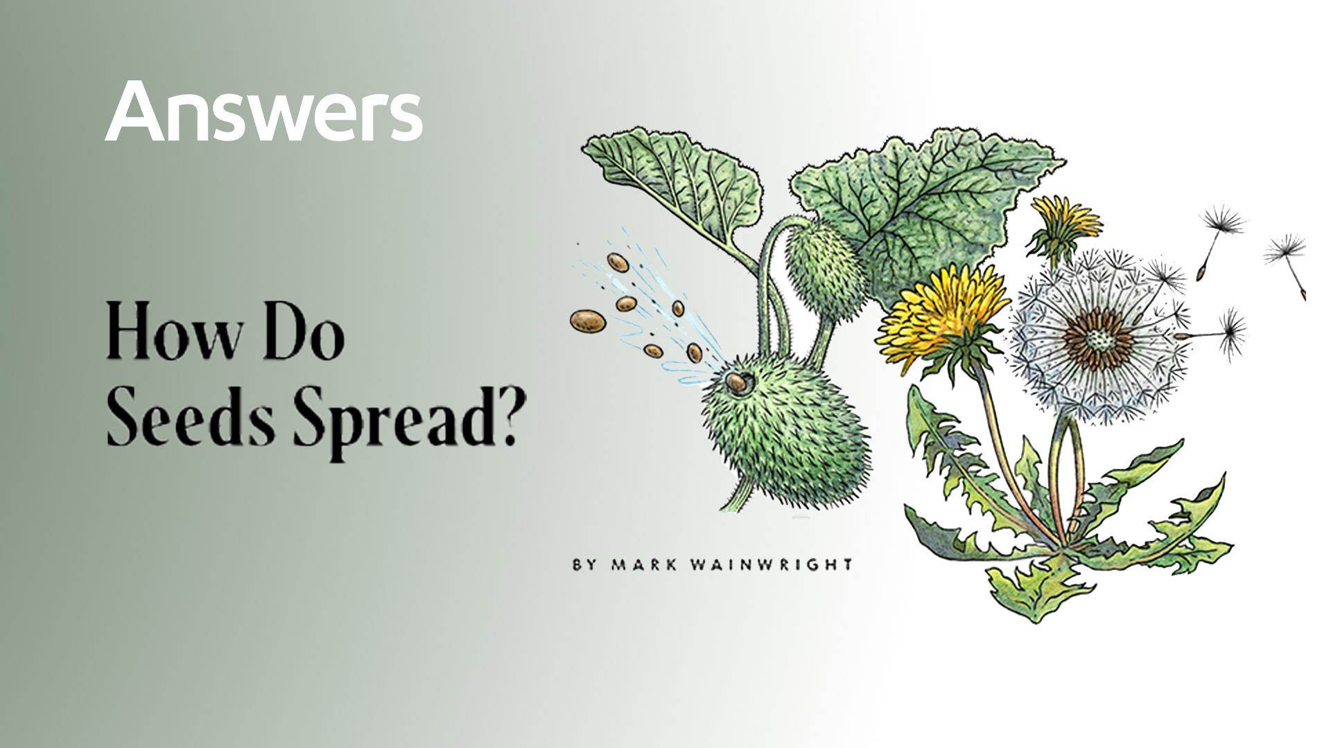 How do Seeds Spread? (Answers Audio Article)