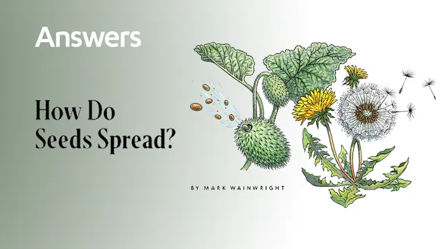 How do Seeds Spread? (Answers Audio A...