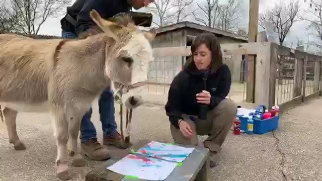 A Donkey Painting?