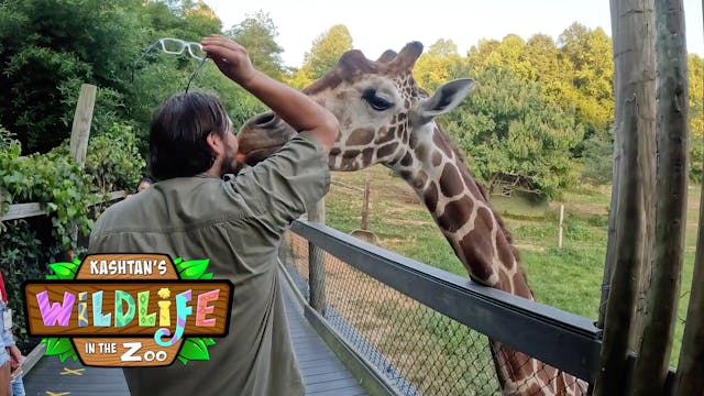 S3E8 Safari Nights