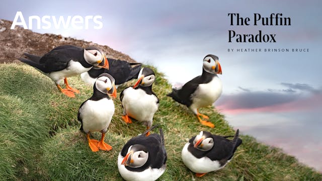 The Puffin Paradox (Answers Audio Art...