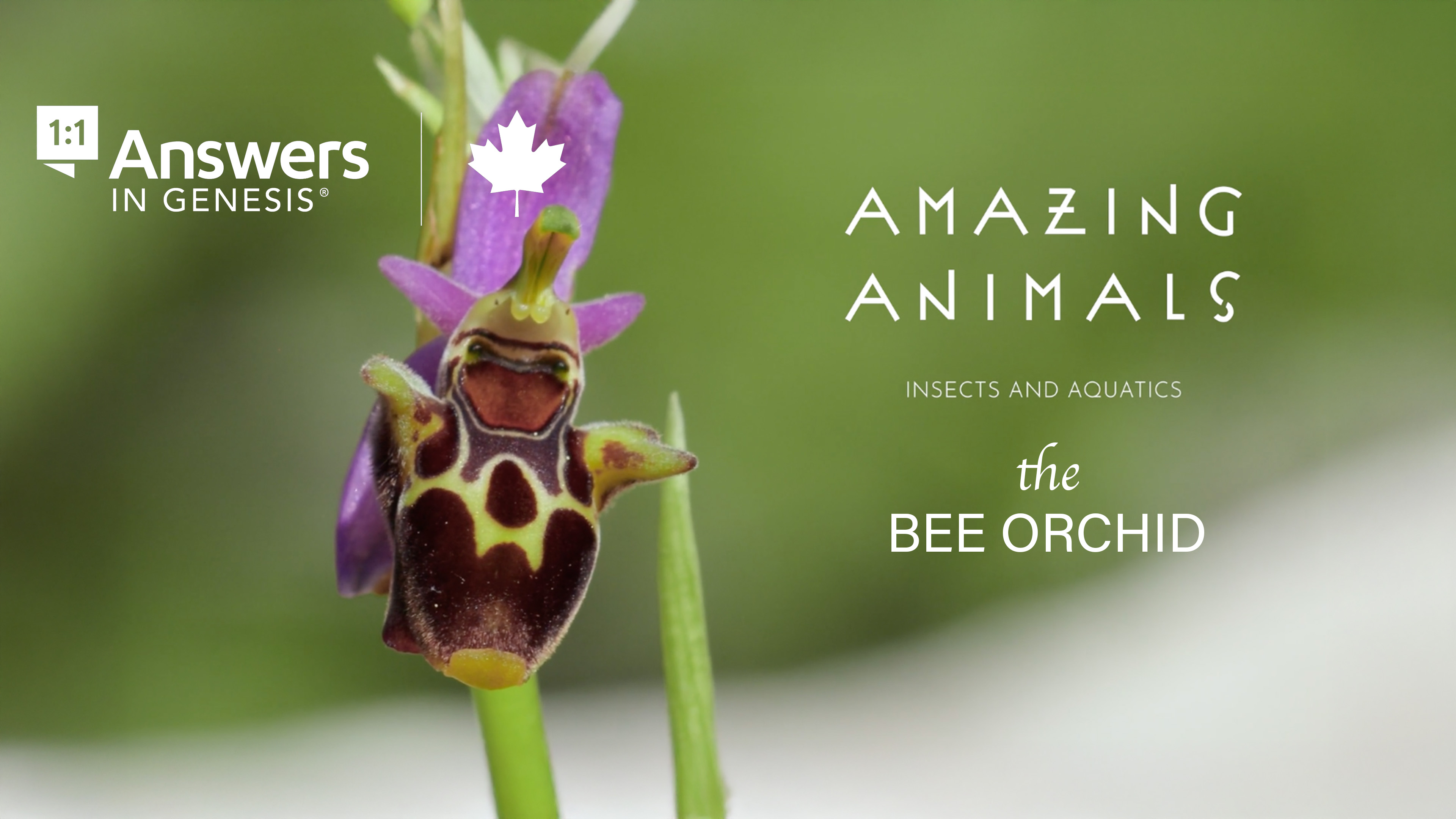 S1E5 Amazing Animals: The Bee orchid