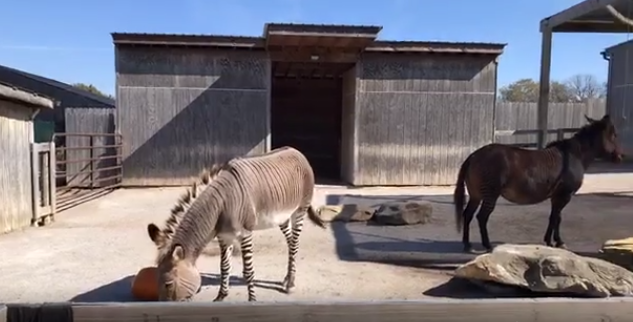 2017 Fall Enrichment at the Petting Zoo