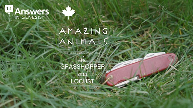 S1E4 Amazing Animals: The Grasshopper...