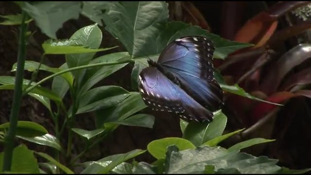 Metamorphosis