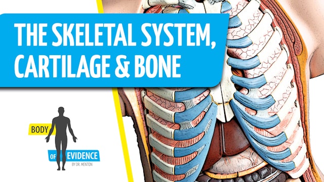 Skeletal System 2