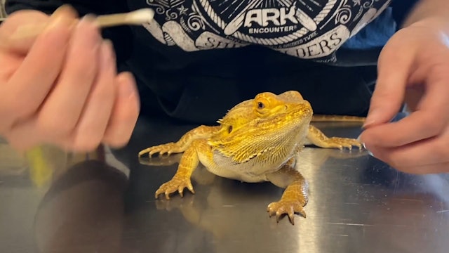 Teeth cleaning for a bearded dragon?