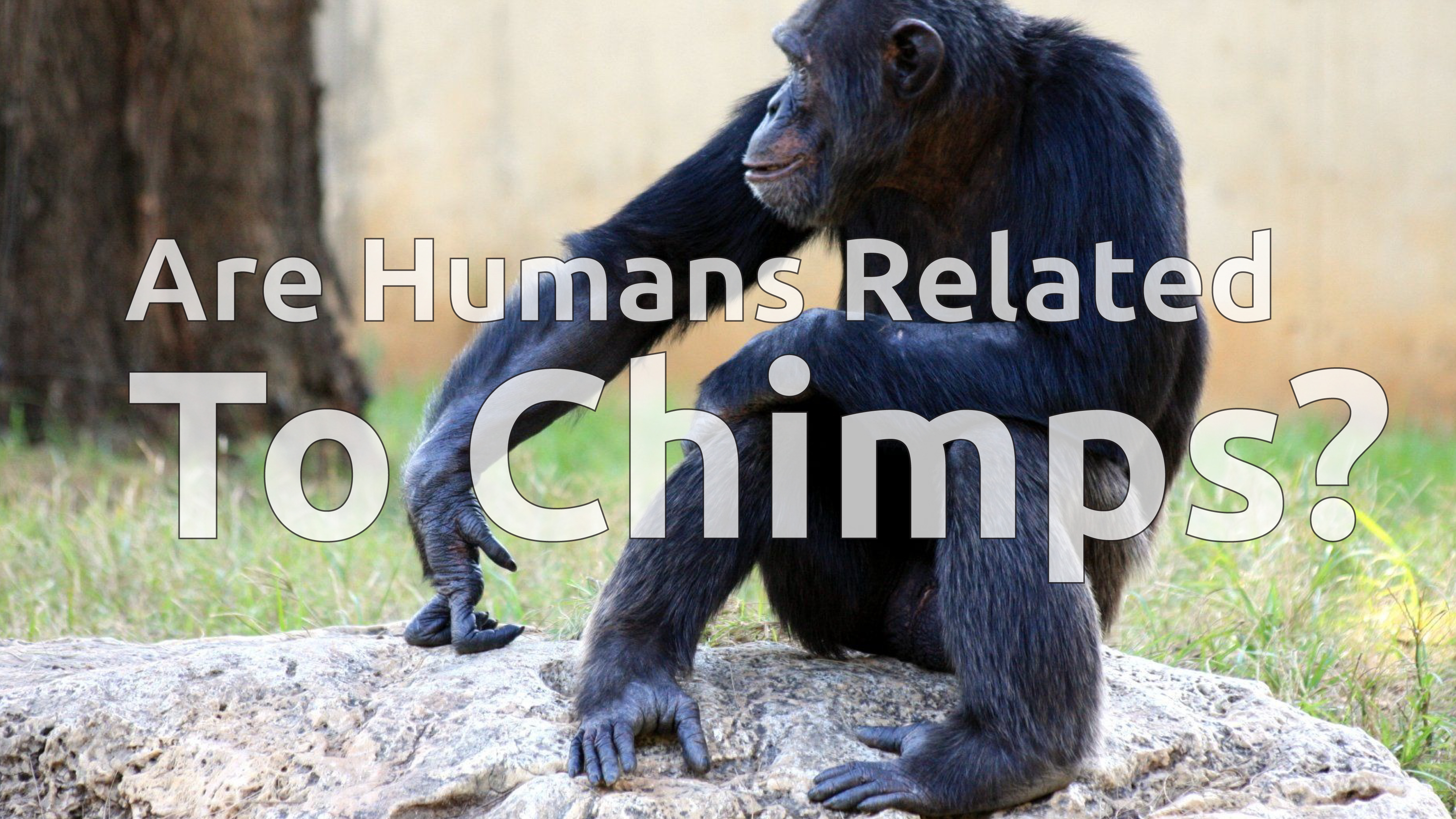 Are Humans Related to Chimps?