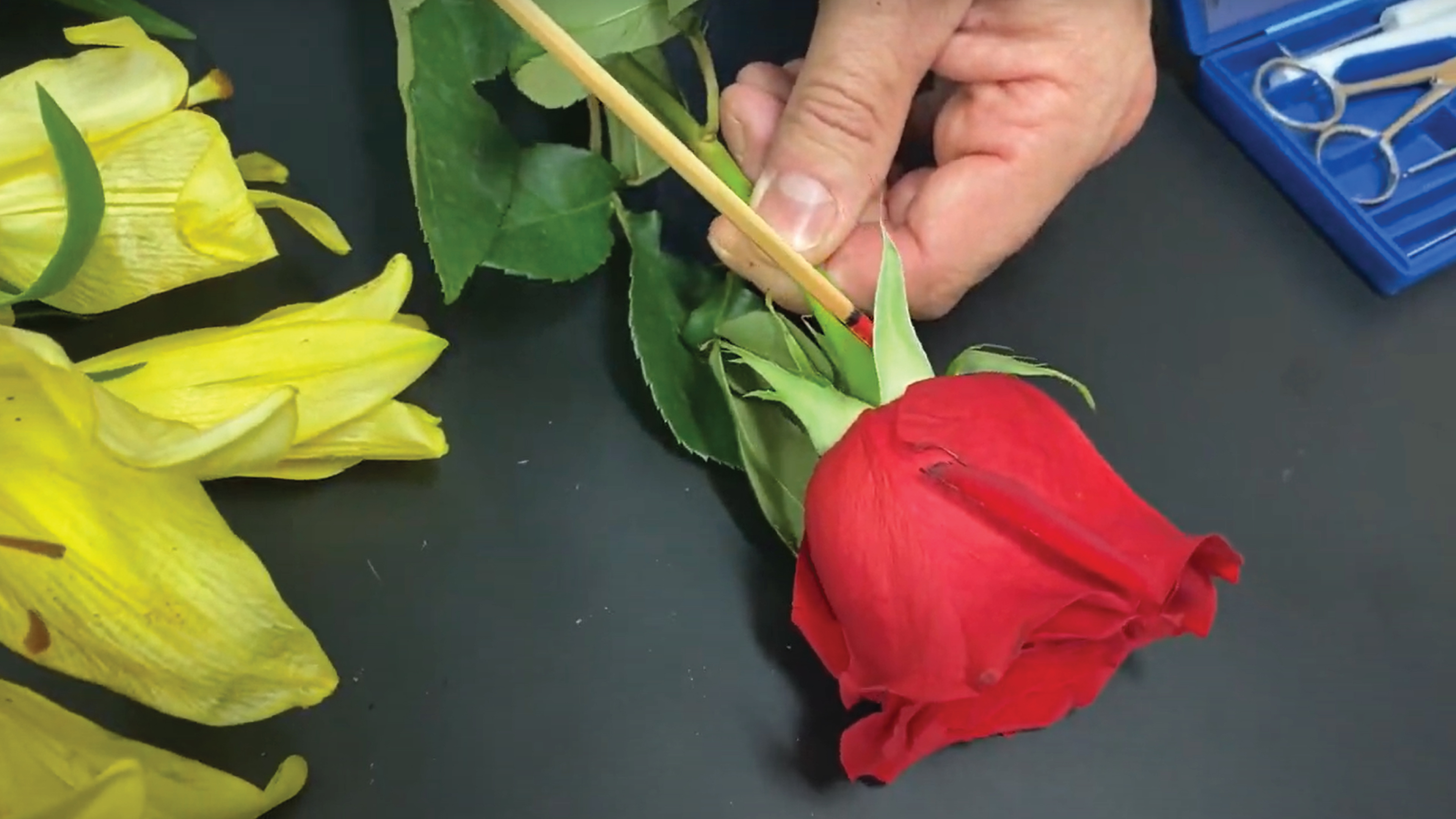 S2E26 Hands on: Dissecting Flowers