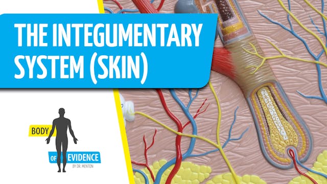 Integumentary System (Skin) 2