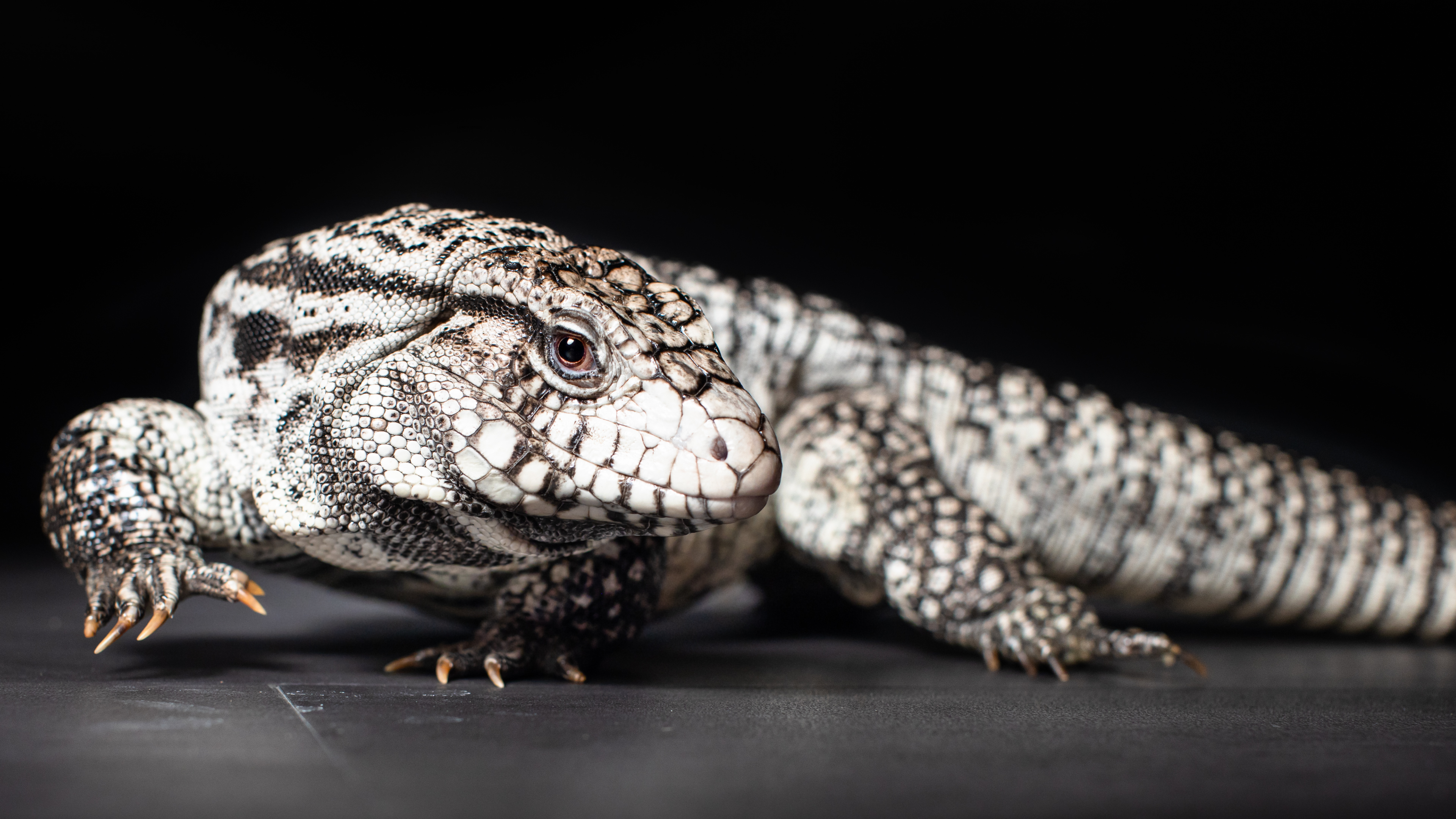 February 2022: Black and White Tegus