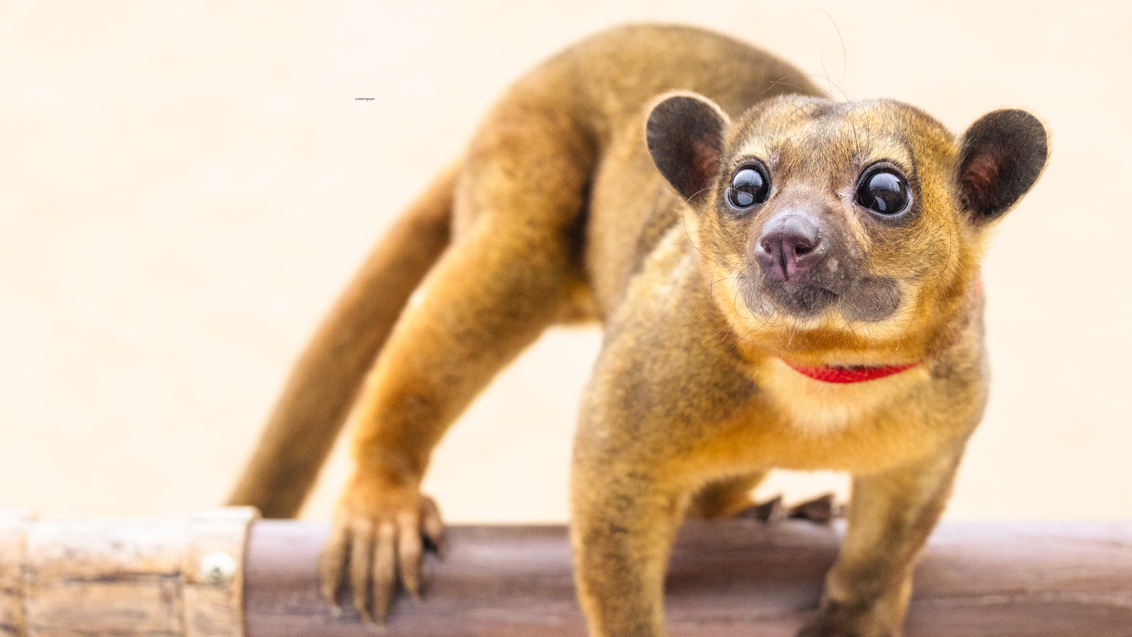 August 2022: Kinkajous