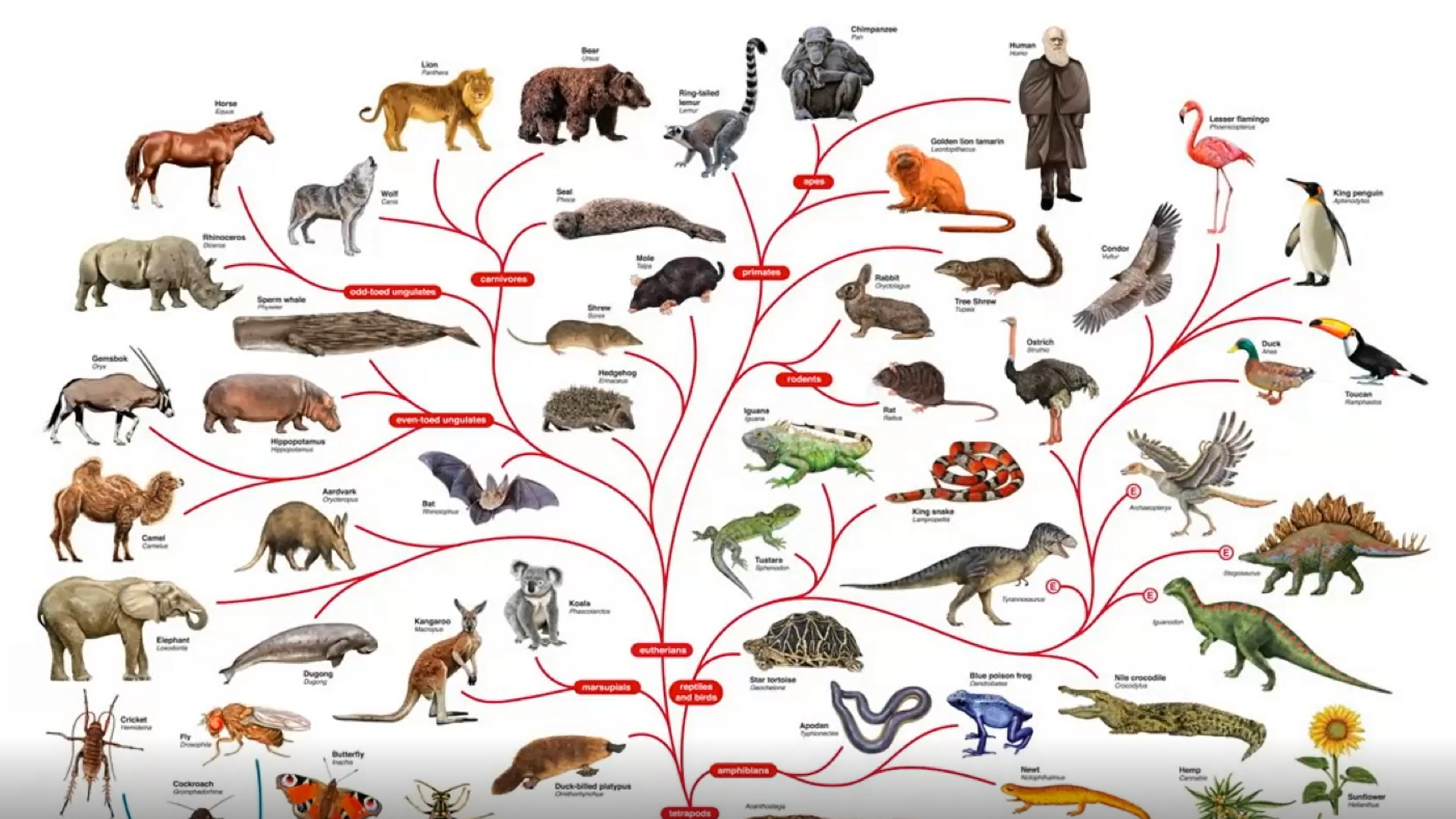 Why Theistic Evolution is Incompatible with the Bible - Simon Turpin