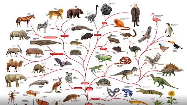 Why Theistic Evolution is Incompatibl...