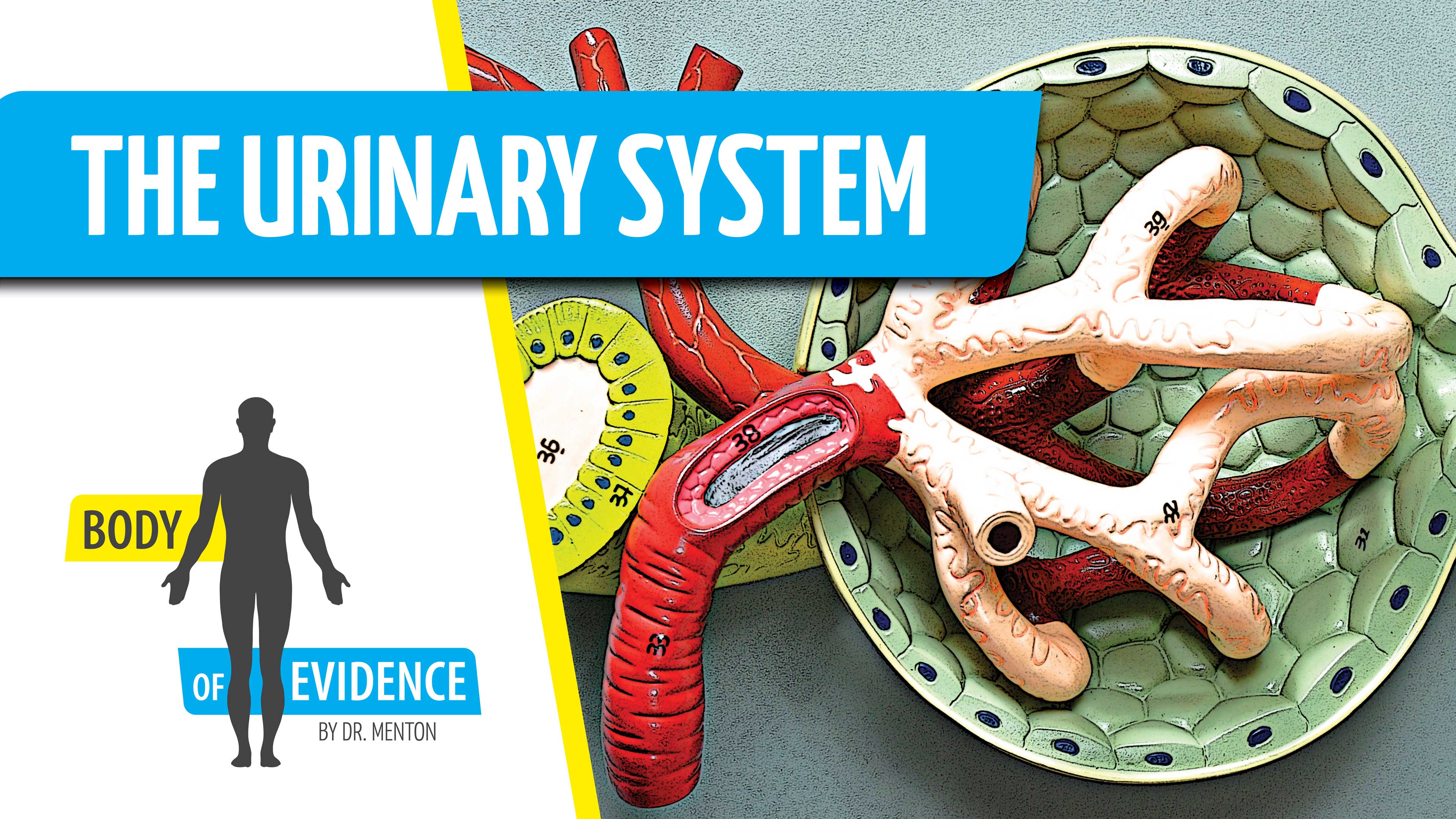 Urinary System 2