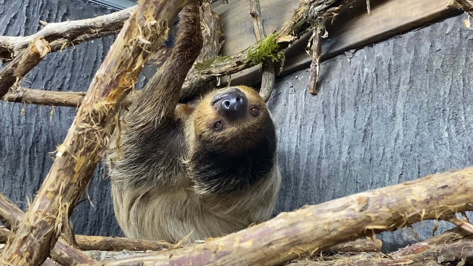 S1E2 Sloths and a Surprise Animal