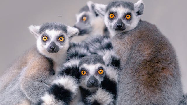 May 2022: Ring-tailed Lemurs