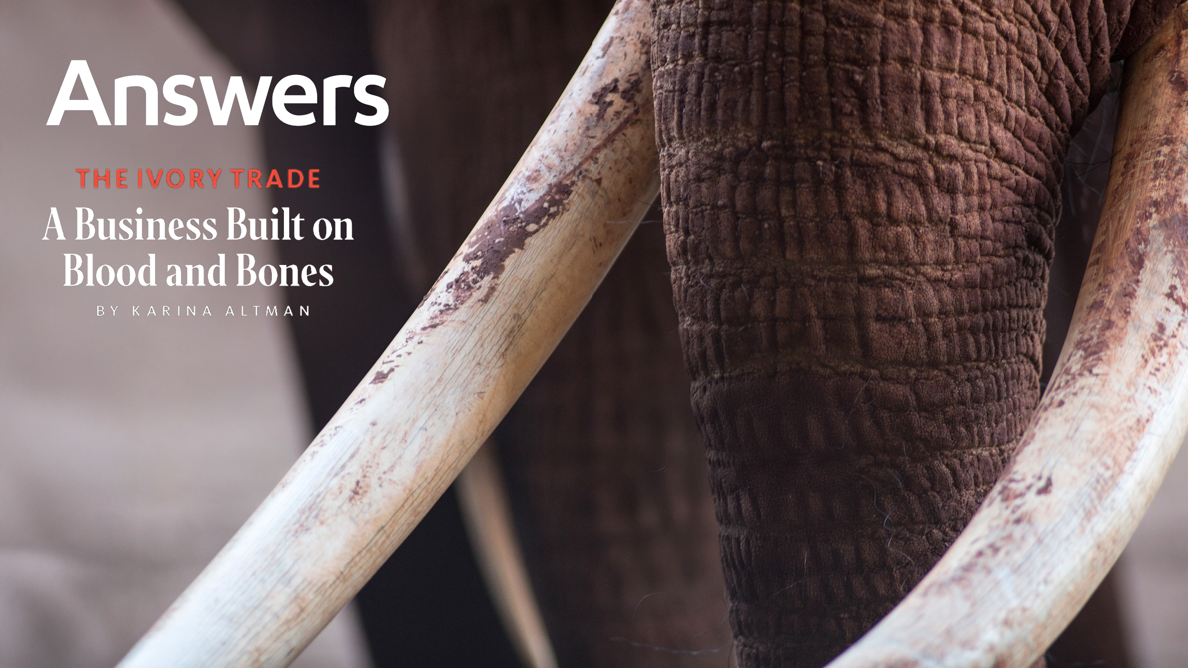 The Ivory Trade: A Business Built on Blood and Bones (Answers Audio Article)
