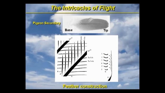 Intricacies of Flight, Part 2