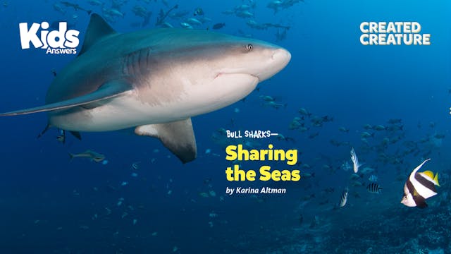 Bull Sharks - Sharing the Seas (Kids ...