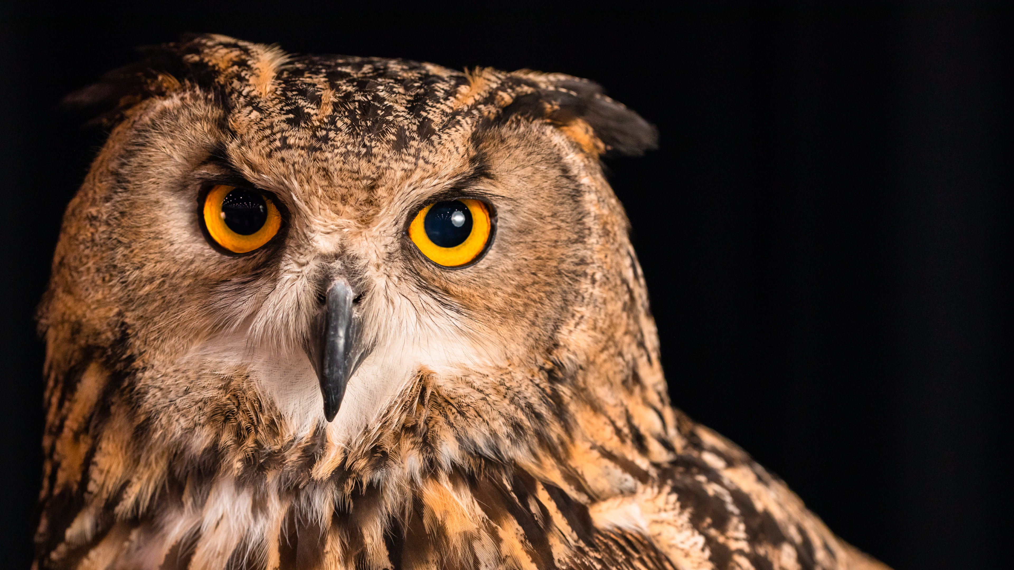November 2022: Eurasian Eagle owls