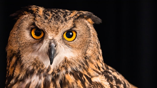 Eurasian Eagle Owls