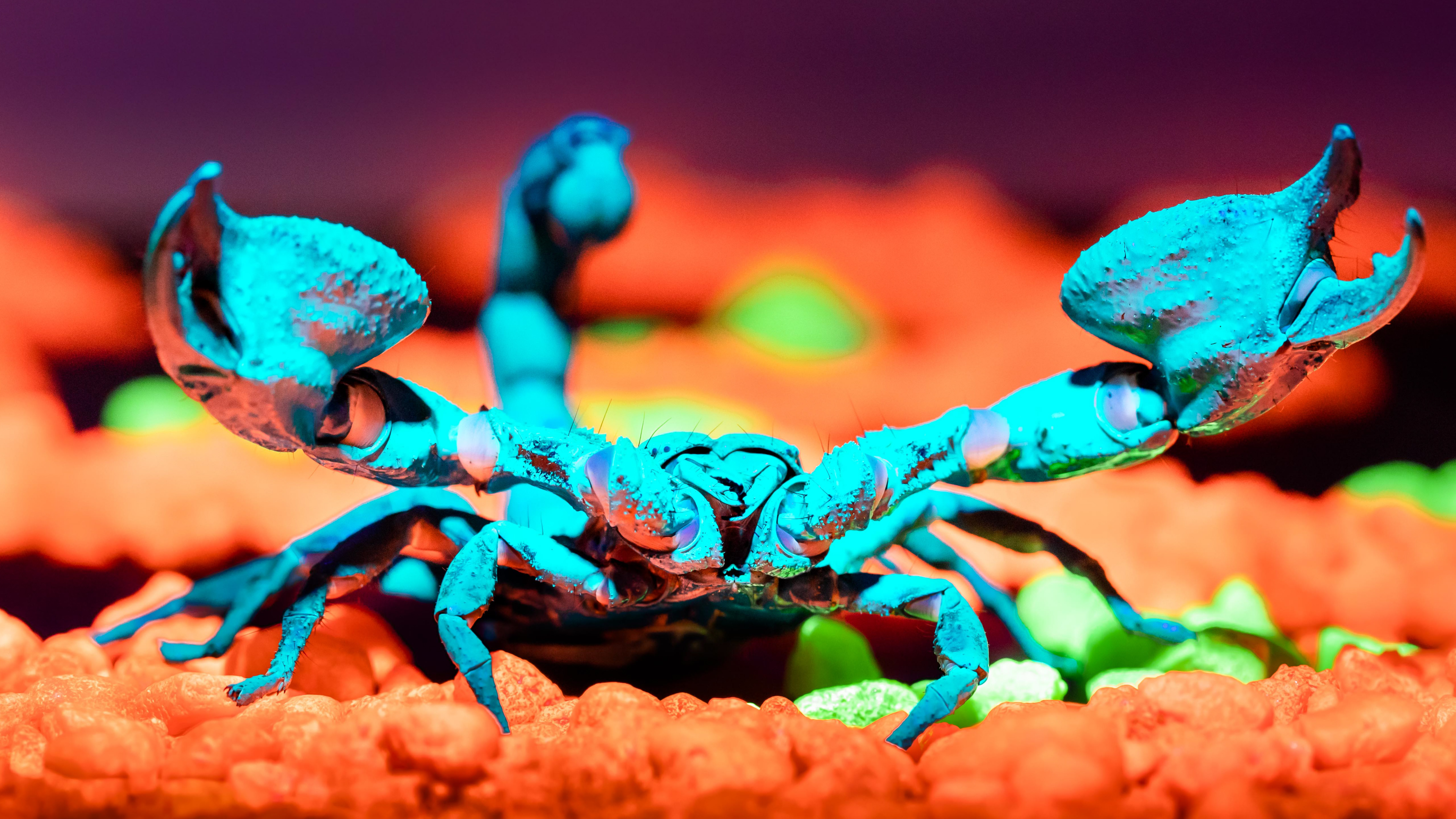 September 2022: Asian Forest Scorpions