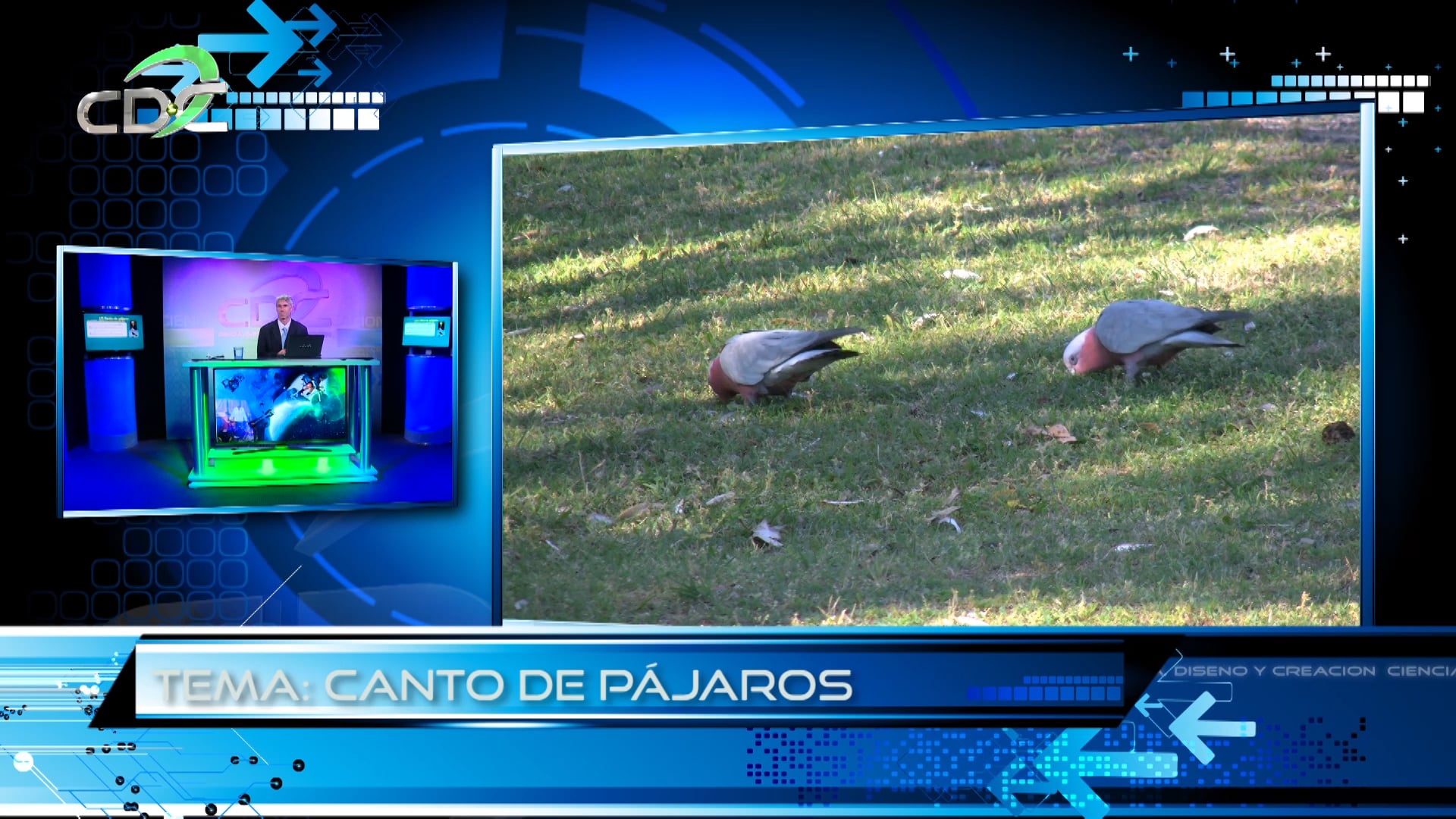 El Canto de P‚àöjaros Episodio 1