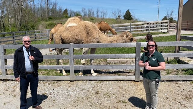 S1E25 All About Camels