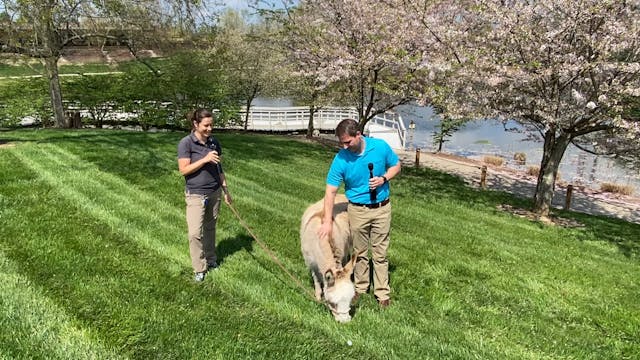 A Donkey, a Lamb, and Jesus: Devotion...