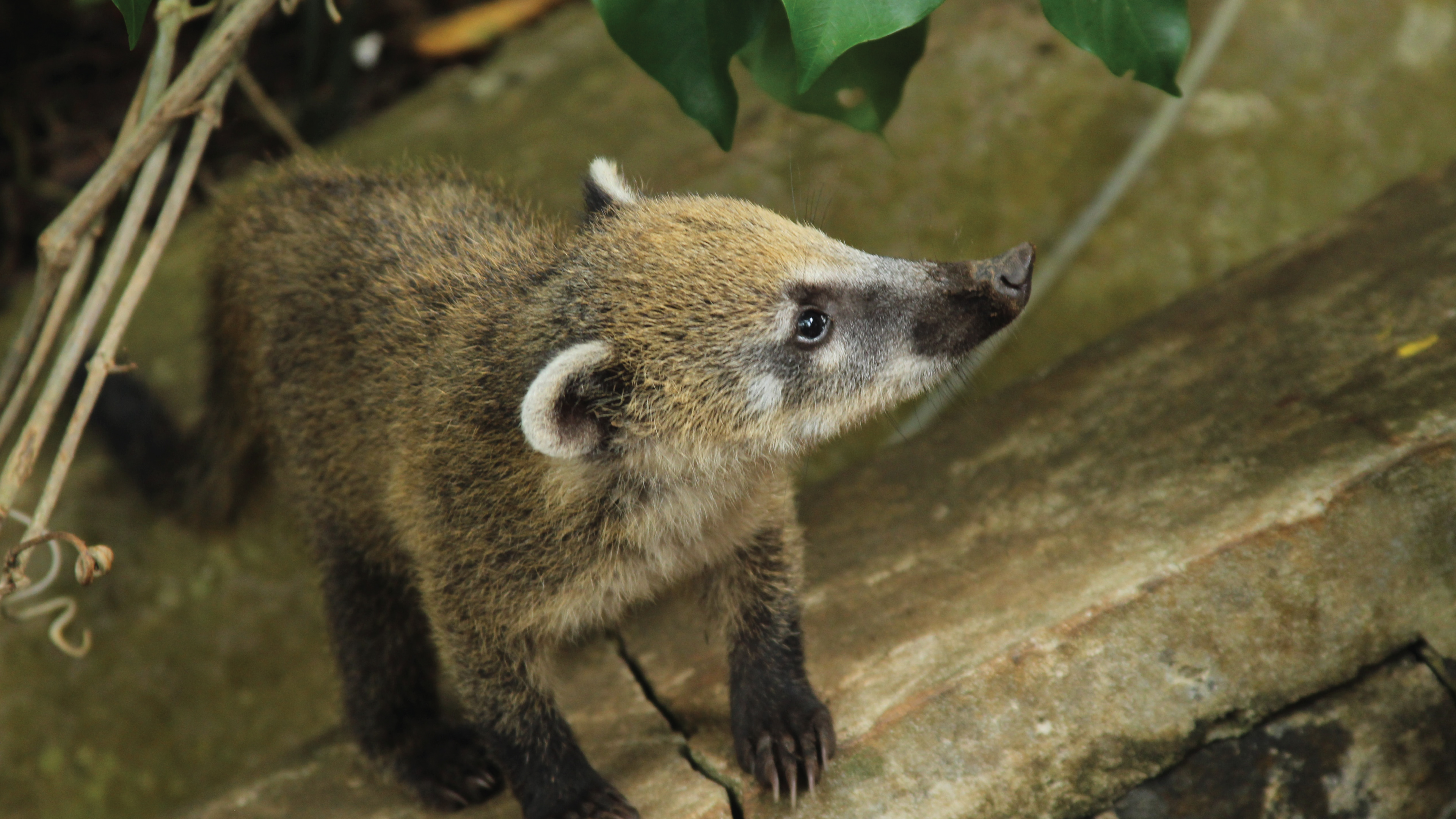 S1E37 Can You Say Coatis?