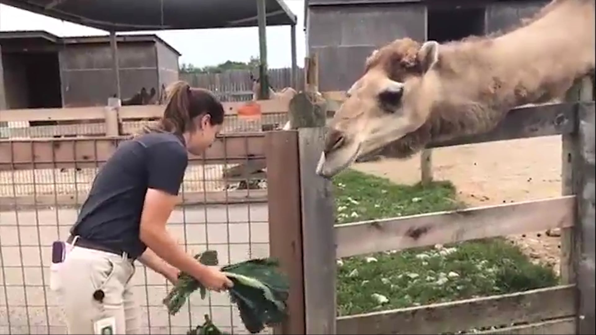 Camel at the Creation Museum Zoo